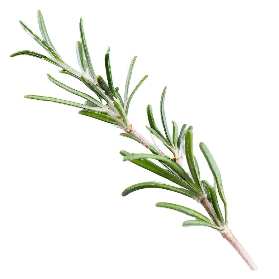 Rosemary In Landscape Png 06122024