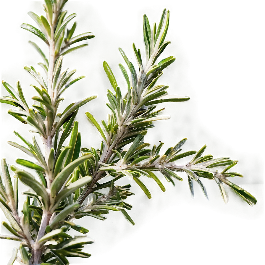 Rosemary In Landscape Png Bbt