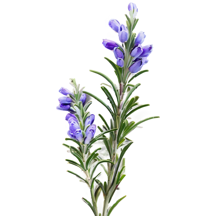 Rosemary In Landscape Png Luu88