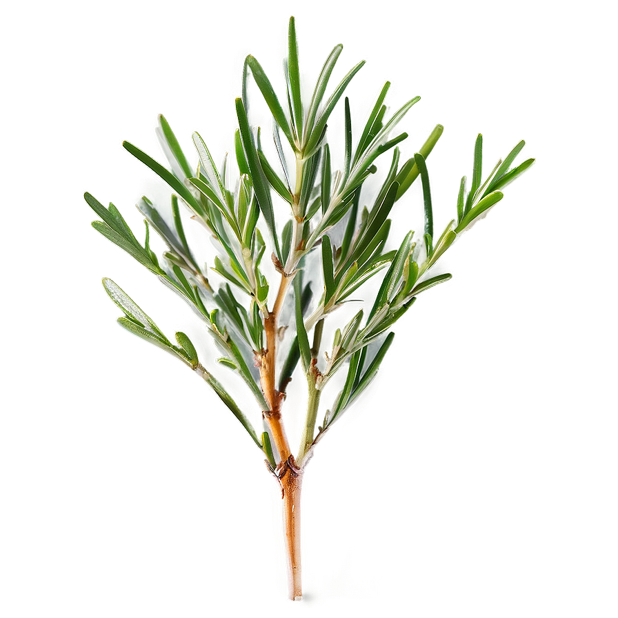 Rosemary Leaves Closeup Png Cip