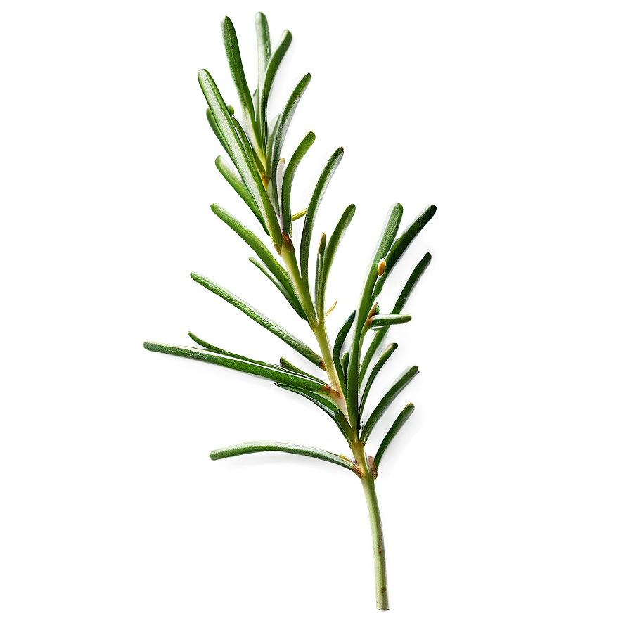 Rosemary Leaves Closeup Png Npf38