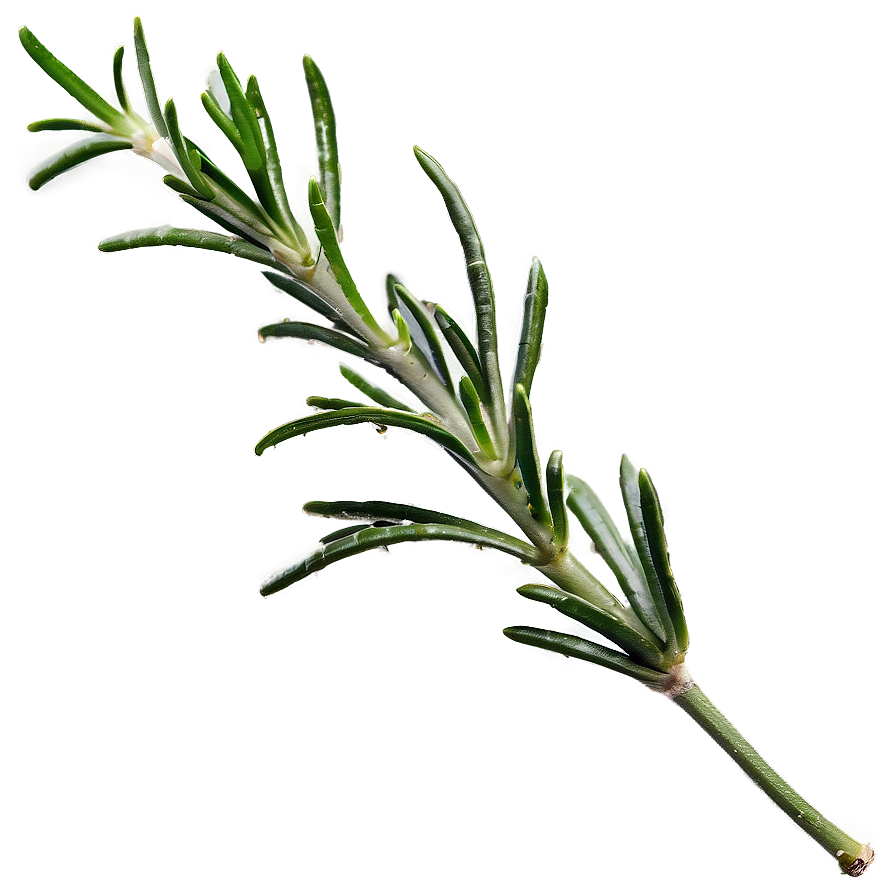 Rosemary Leaves Closeup Png Ujb35