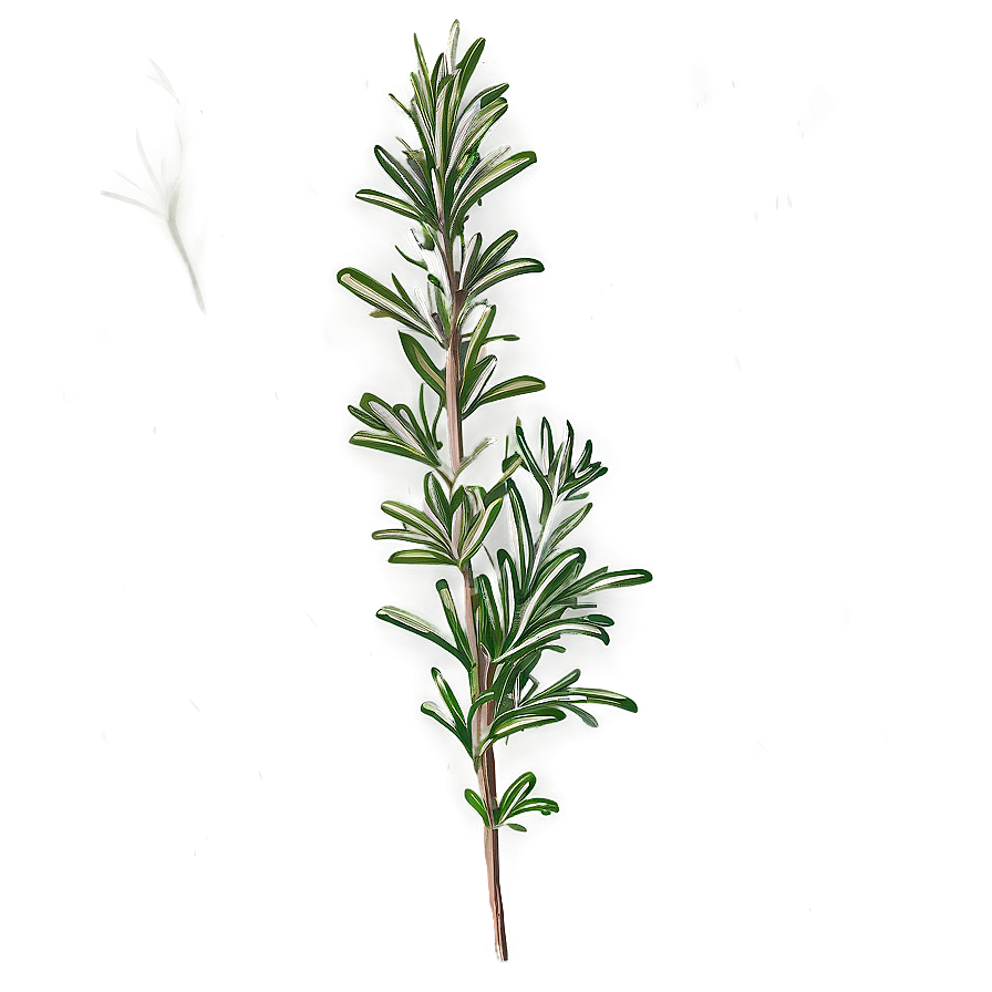 Rosemary Plant Illustration Png 13