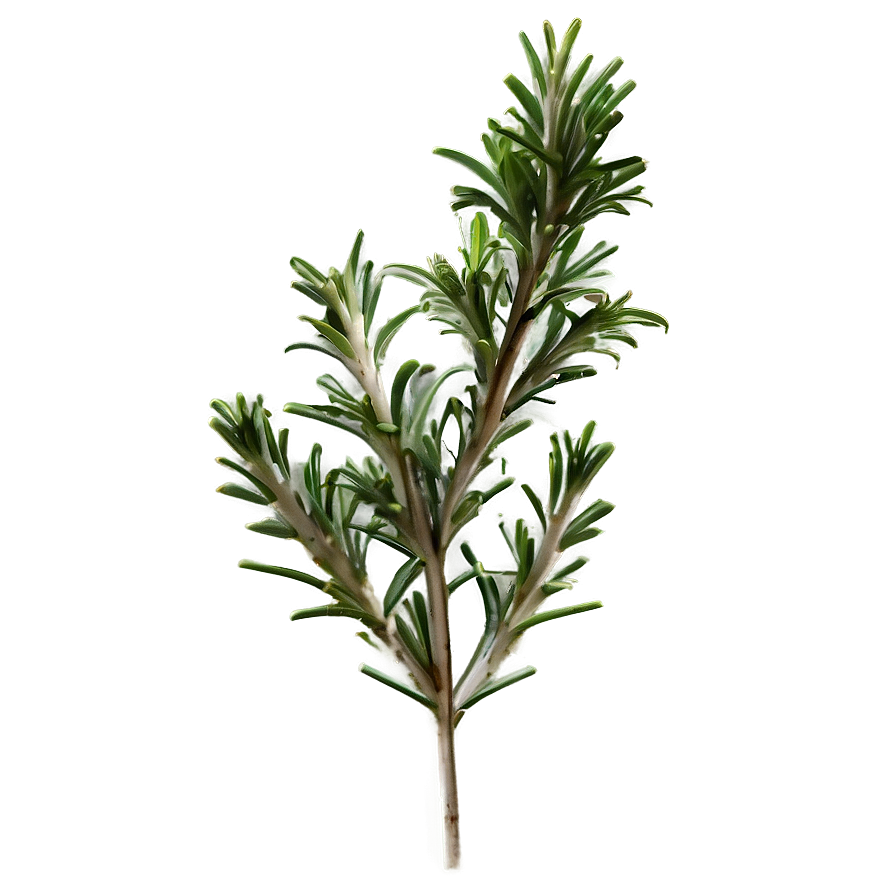 Rosemary Plant Illustration Png 75