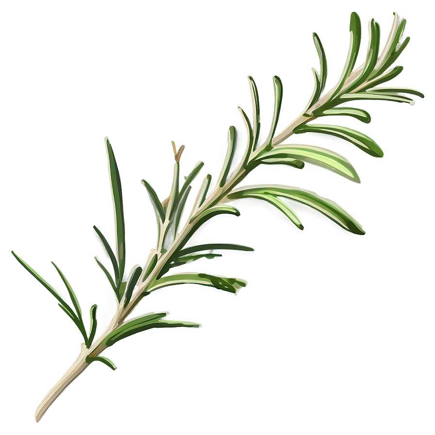 Rosemary Plant Illustration Png Hyq