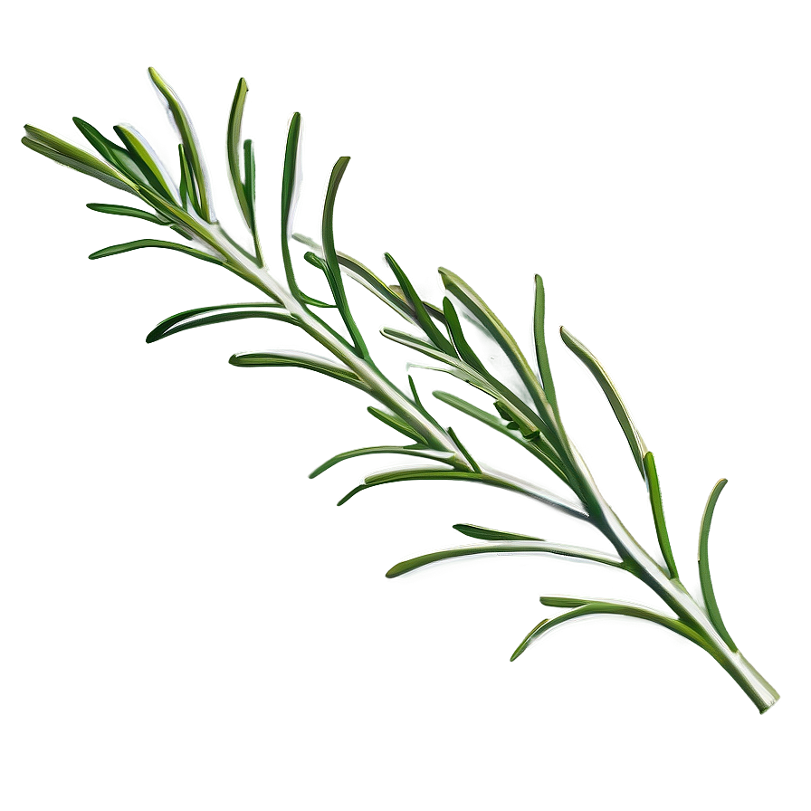 Rosemary Plant Illustration Png Vyu76