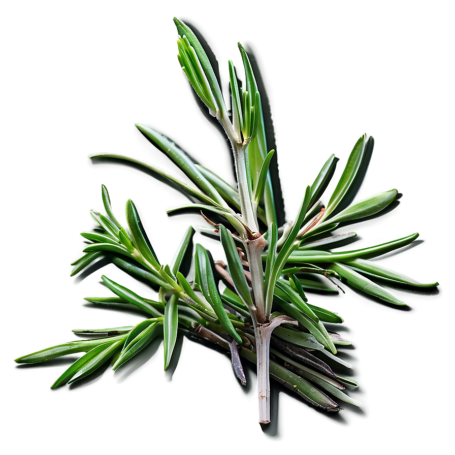 Rosemary Seasoning Heap Png Iop