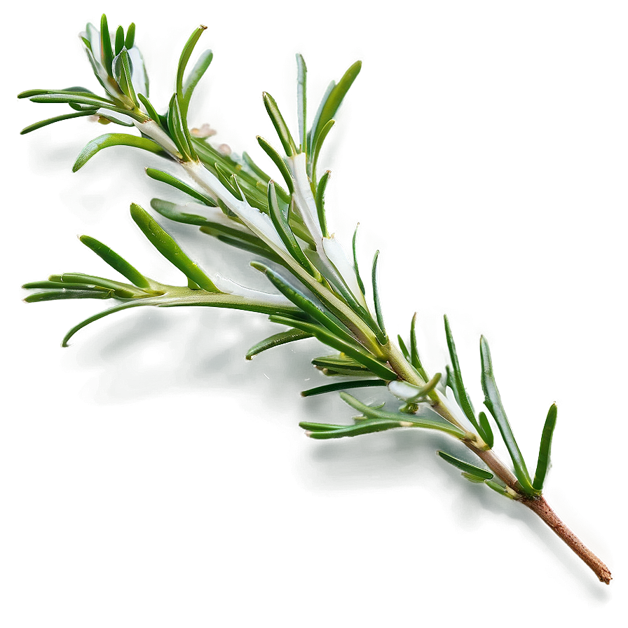 Rosemary Sprig Isolated Png 06122024