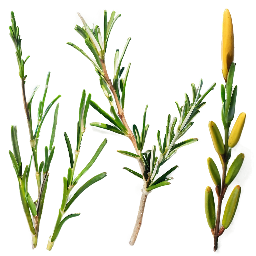 Rosemary Sprig Isolated Png 06122024