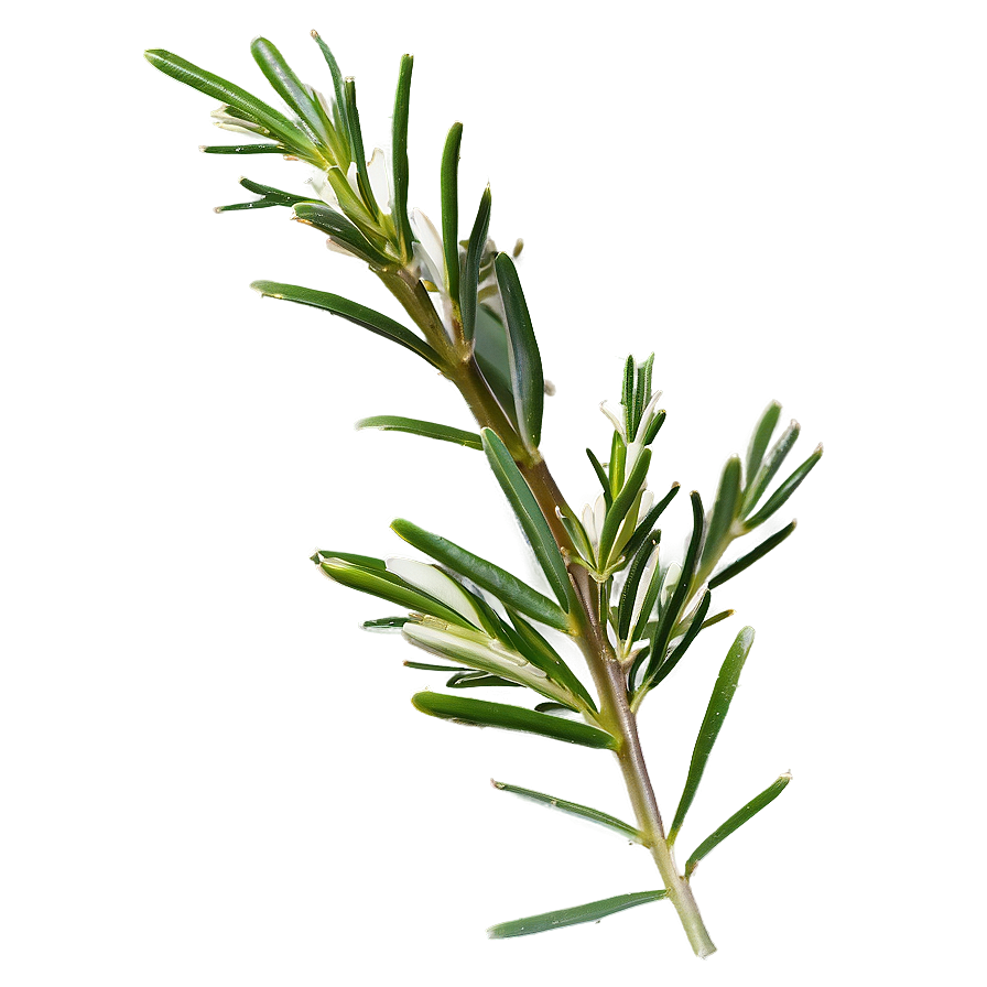 Rosemary Sprig Isolated Png Rhe