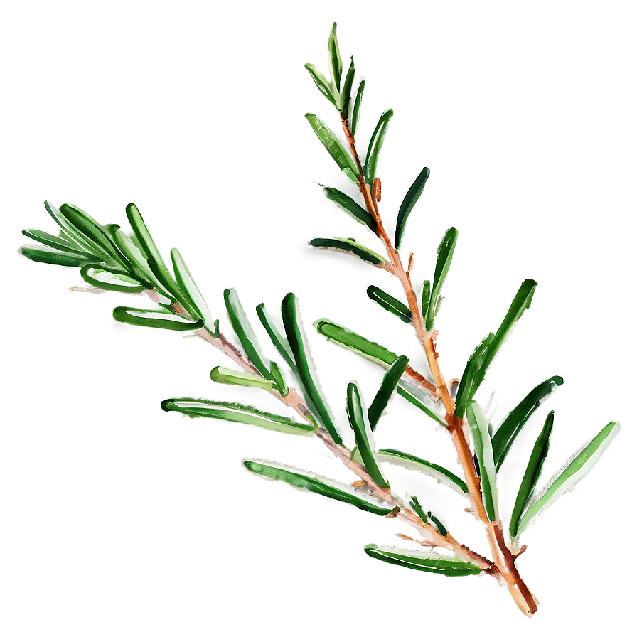 Rosemary Watercolor Art Png 06122024