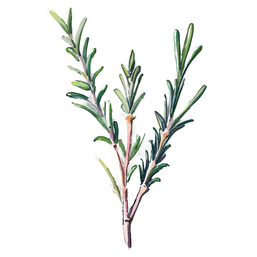 Rosemary Watercolor Art Png 11