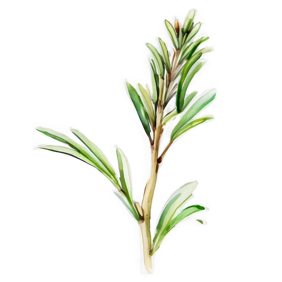 Rosemary Watercolor Art Png 22