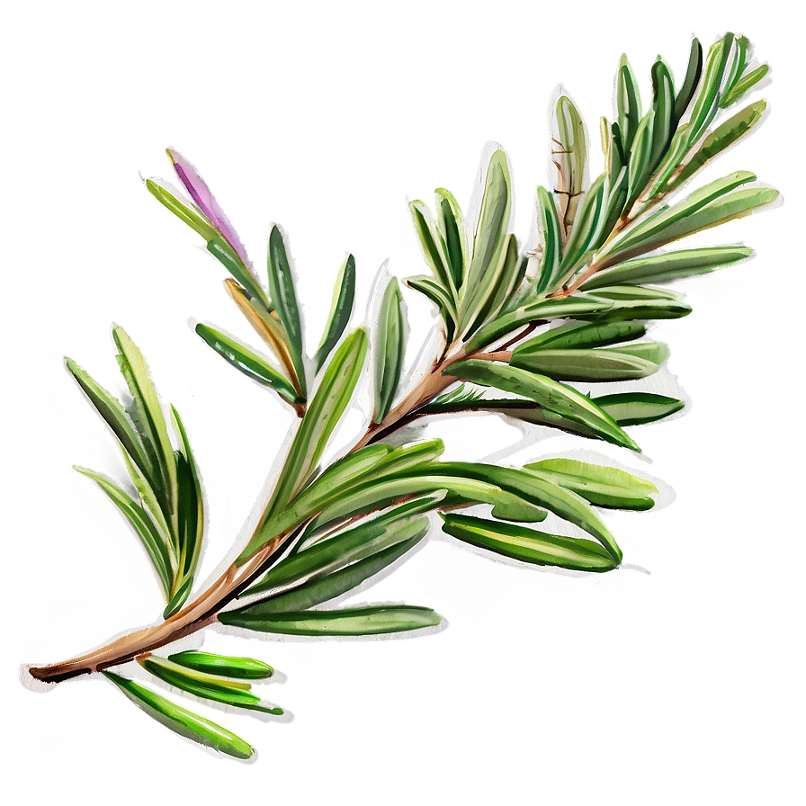 Rosemary Watercolor Art Png Wyv77