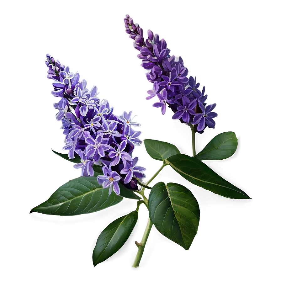 Royal Lilac Png 36