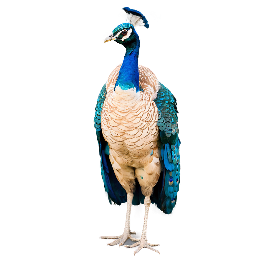 Royal Peacock Stance Png Djr