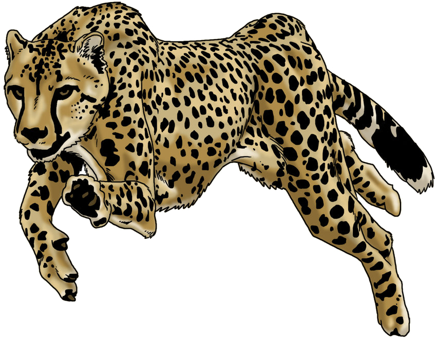 Running Cheetah Illustration