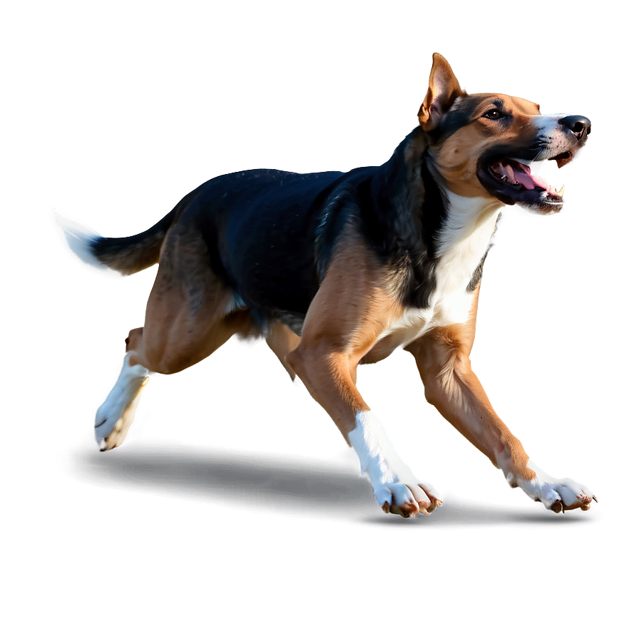 Running Dog Png 04292024