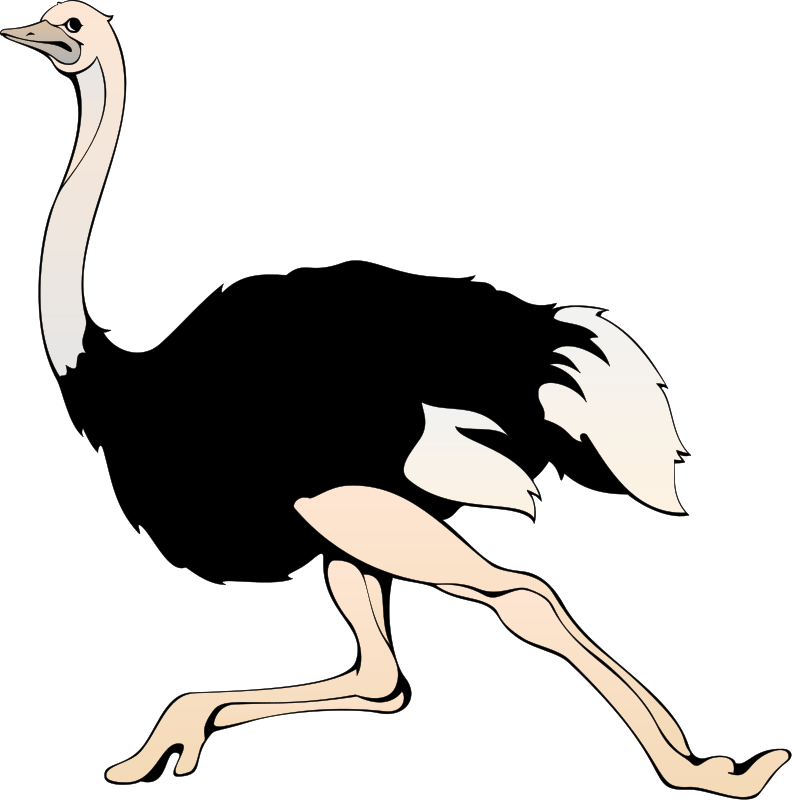 Running Emu Cartoon Illustration