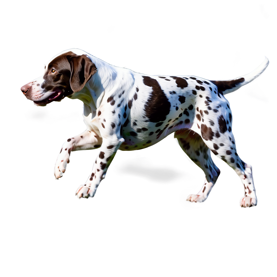 Running German Shorthaired Pointer Png Uwo