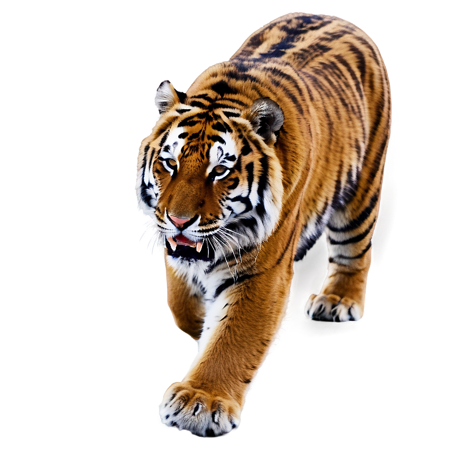 Russia Siberian Tiger Png 68