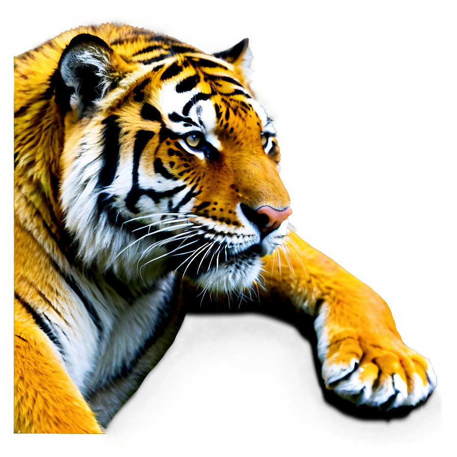 Russia Siberian Tiger Png 93