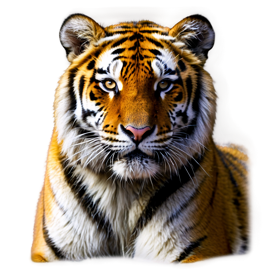 Russia Siberian Tiger Png Anh92