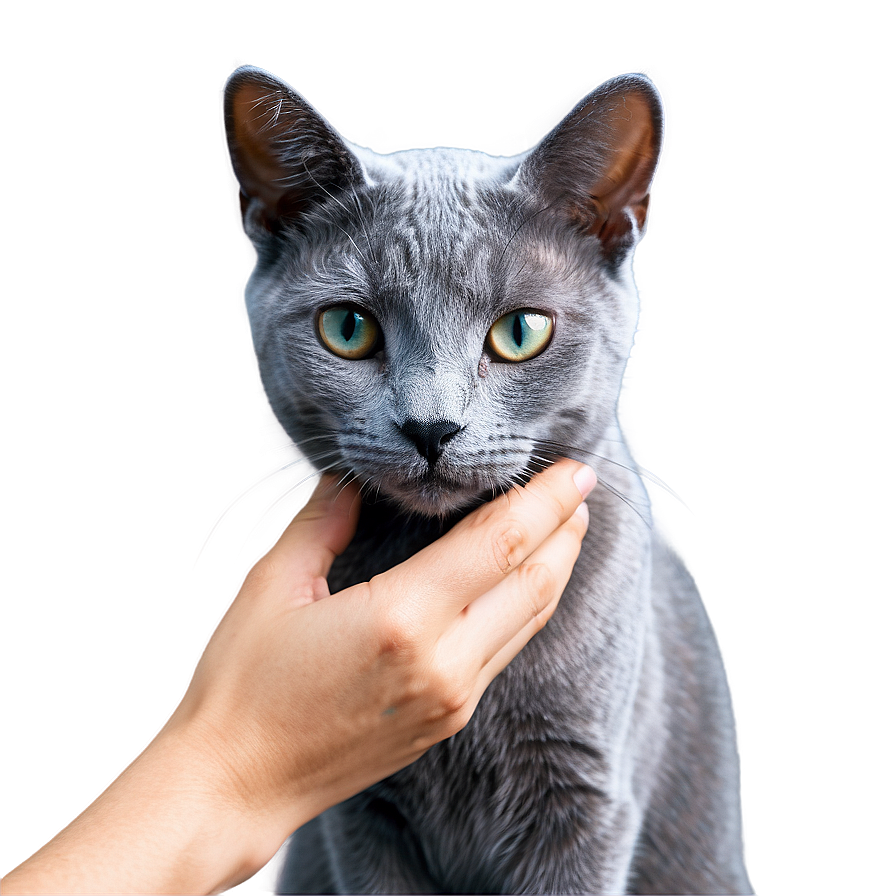 Russian Blue Cat Grooming Png 06272024