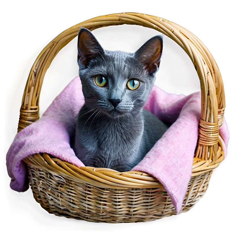 Russian Blue Cat In Basket Png 23