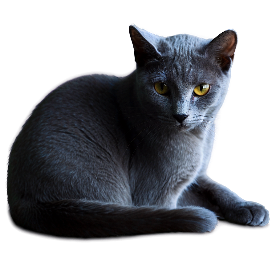 Russian Blue Cat In Shadow Png Myo30