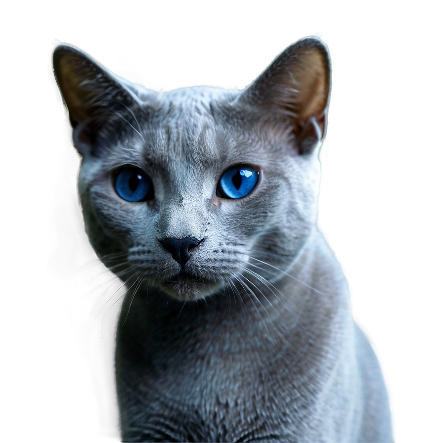 Russian Blue Cat Transparent 74