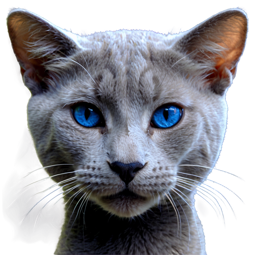 Russian Blue Cat Whiskers Png Iui