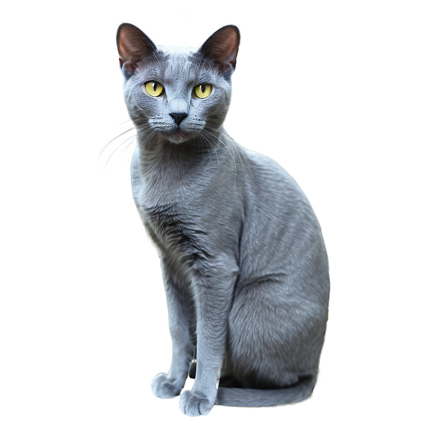 Russian Blue Cat With Detailed Texture Png 57