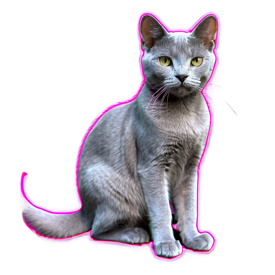 Russian Blue Cat With Pink Nose Png 06272024