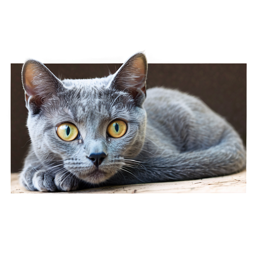 Russian Blue Cat With Sparkling Eyes Png 61