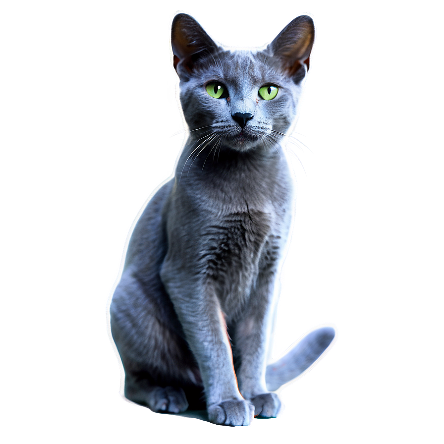 Russian Blue Cat With Sparkling Eyes Png Erv