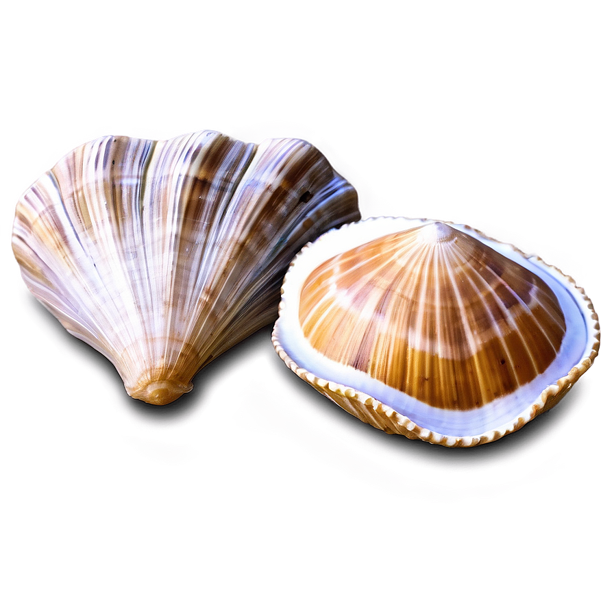 Rustic Clam Shell Png 06292024