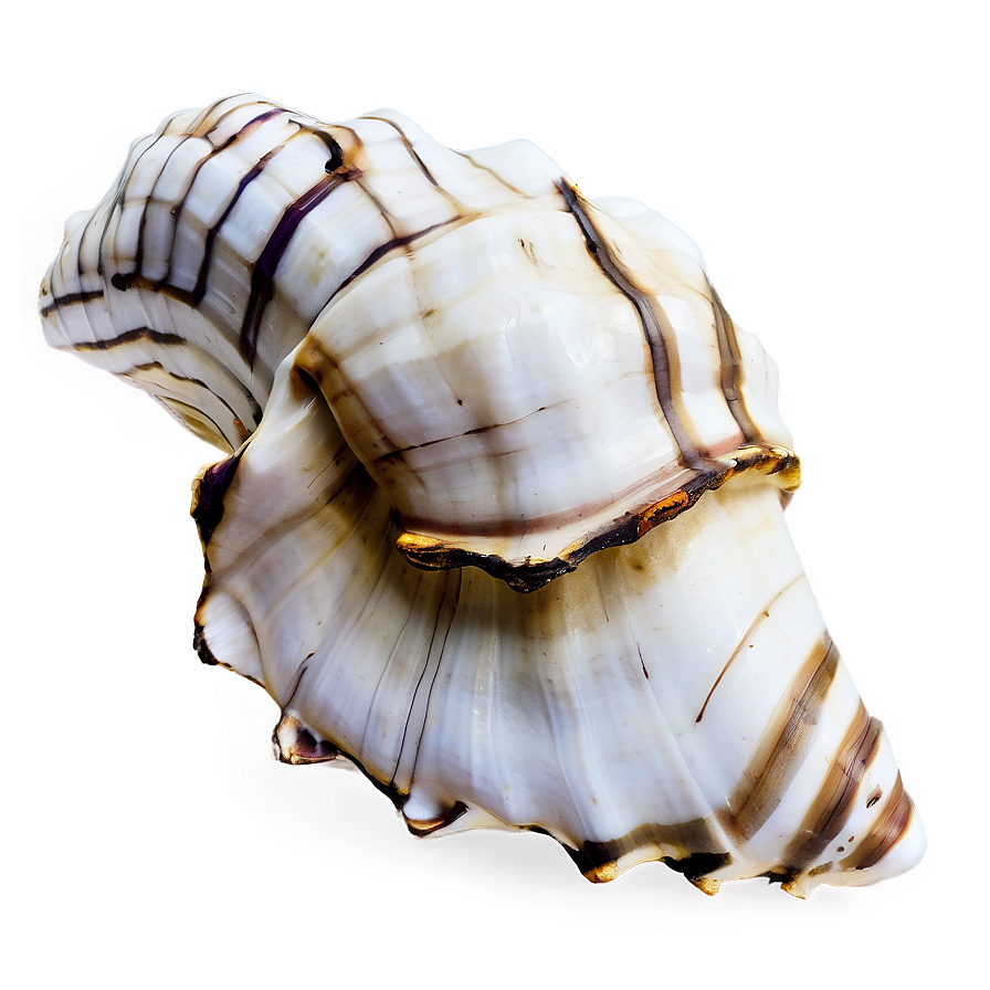 Rustic Conch Shell Png 40