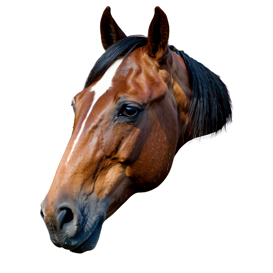 Rustic Horse Head Picture Png 06122024