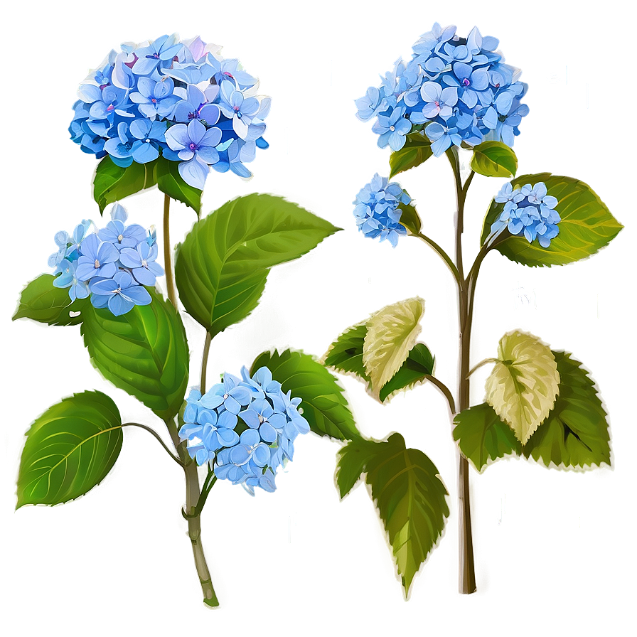 Rustic Hydrangea Png 05242024