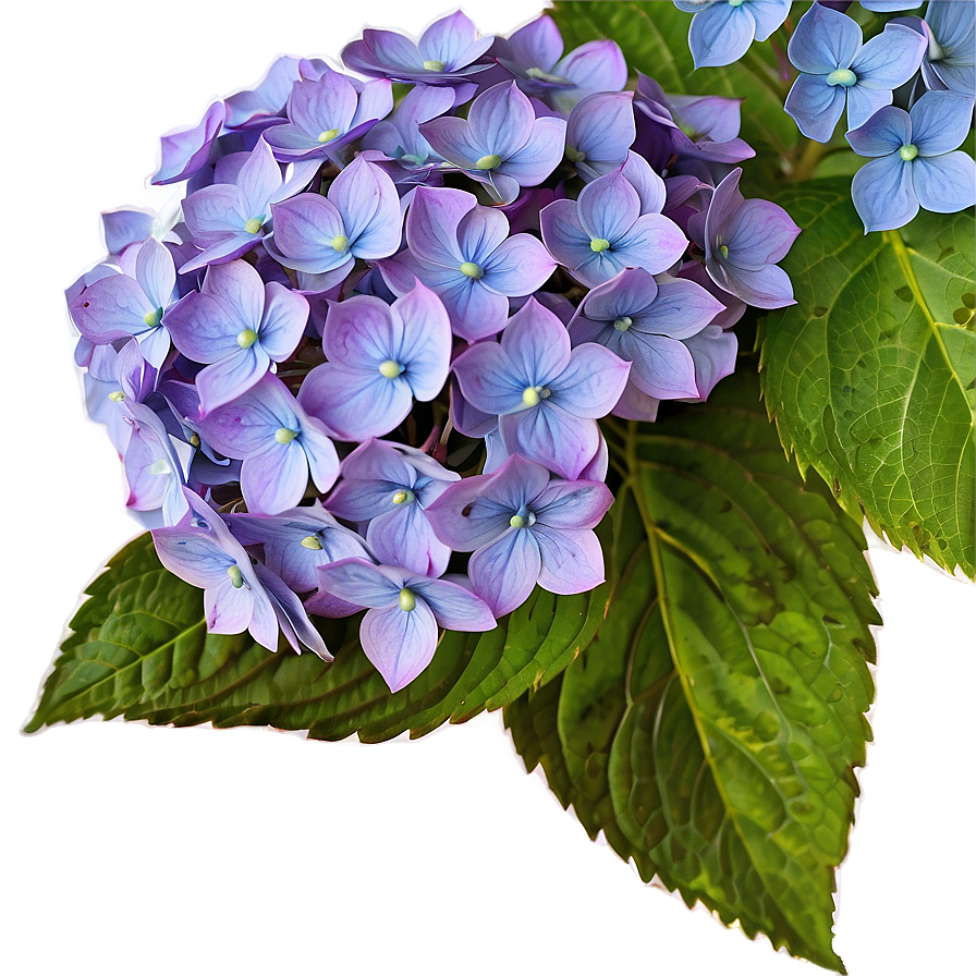 Rustic Hydrangea Png 05242024