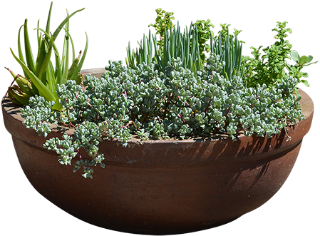 Rustic Terracotta Planterwith Various Plants