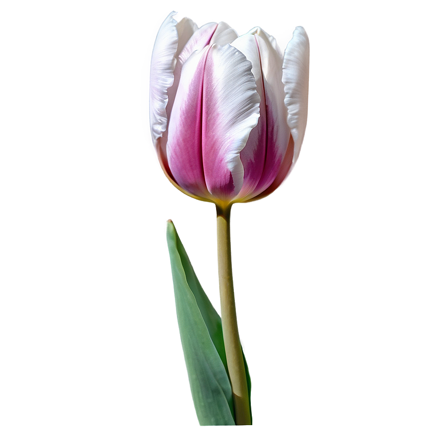 Rustic Tulip Png 85