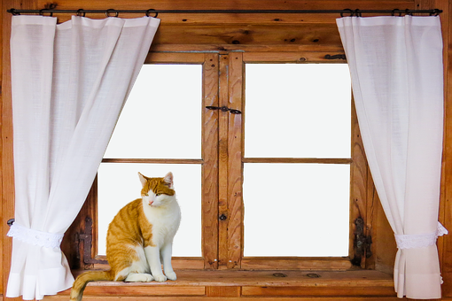 Rustic Window Cat Sitting