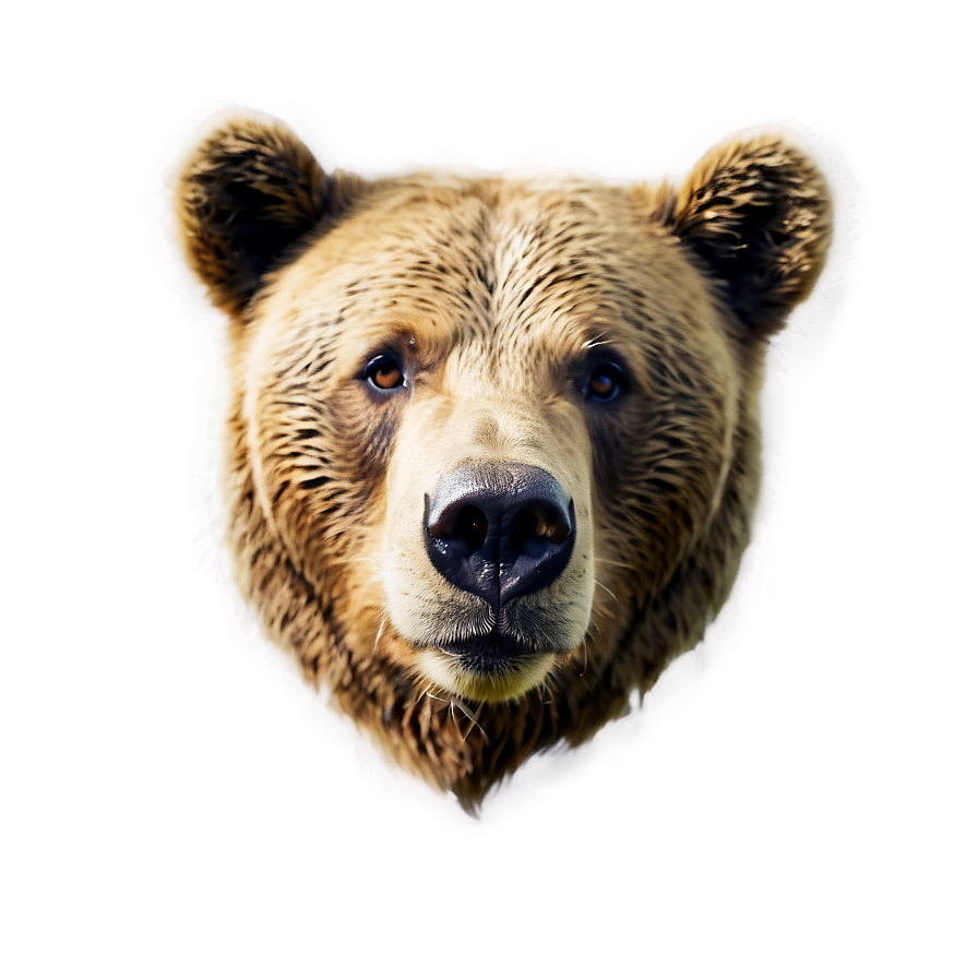 Sad Bear Face Png Csm