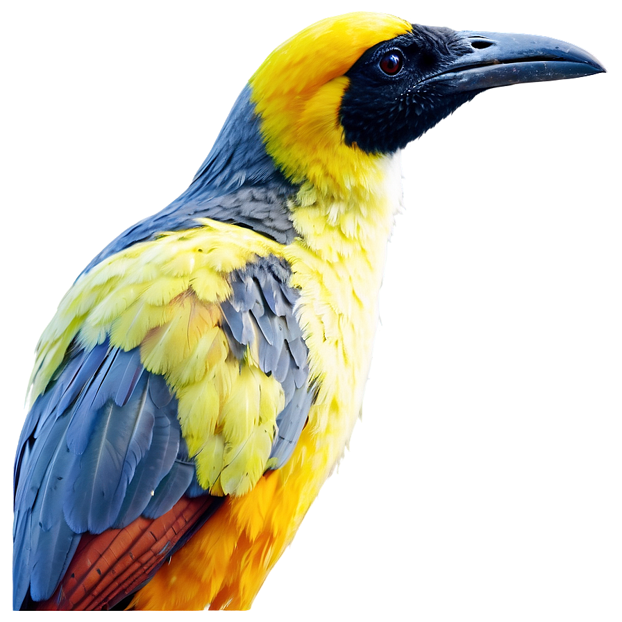 Safari Rare Bird Species Png Uyx