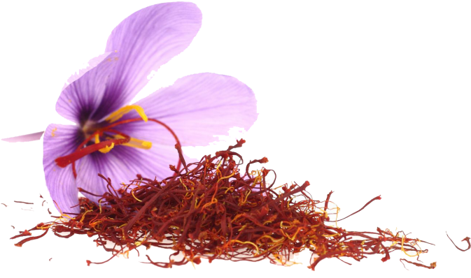 Saffron Stigmasand Flower.png