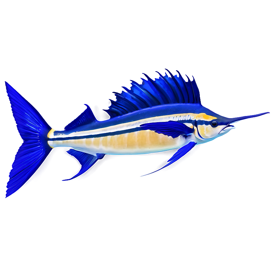 Sailfish And Coral Reef Png 06262024