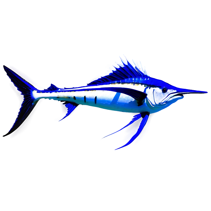 Sailfish And Coral Reef Png Jpn