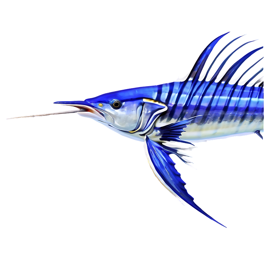 Sailfish Oceanic Journey Png 06262024